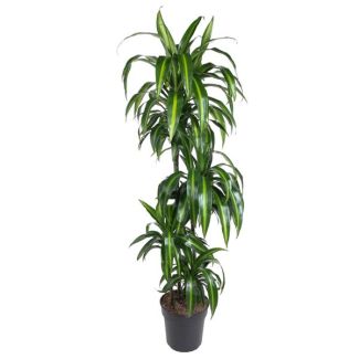 Hawaiianische Drachenpflanze (Dracaena Hawaiiana) innen, 160 cm - ø24 cm - tropisches Paradies Flair