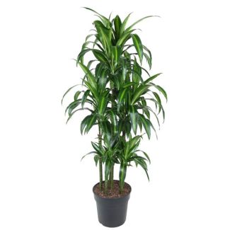 Stilvolle Tropische Pflanze - Dracaena Hawaiiana Carrousel 150 cm - ø31 cm