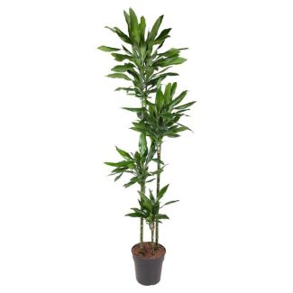 Dracaena Janet Lind 180 cm - Elegante Drachenbaum für Innen - Ø27 - Ideal für Luftreinigung und Innendekoration