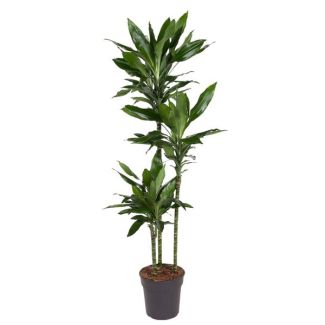Dracaena Janet Lind - 160 cm - ø24 - Die perfekte grüne Ergänzung für jeden Innenraum