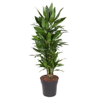 Pflegeleichte Dracaena Janet Lind - 110 cm: Bringen Sie Grün und Stil in jedes Interieur
