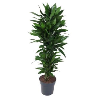 Dracaena Janet Lind - 150 cm - Stilvolle Zimmerpflanze mit tiefgrünen Blättern