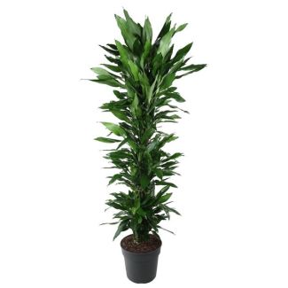 Luxuriöse Dracaena Janet Lind verzweigt - 170 cm - Ideal für gesunde Raumluft