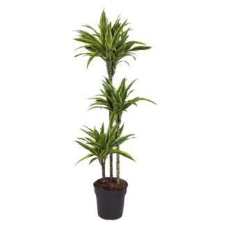 Limonenbaum Pflanze innen (Dracaena Lemon Lime), 140 cm - Topfgröße 24 cm