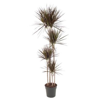 Schlanke Zimmerpflanze Dracaena Magenta mit auffälligen magenta-roten Rändern, 180 cm - ø27