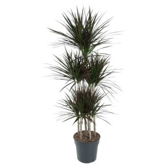 Dracaena Magenta Karussell - 150 cm Hoch - Elegante Pflanze mit Magenta Akzenten für die Wohnraumdekoration