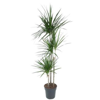 Dracaena Marginata 160 cm - Zierliche Rote Rand Pflanze Innen