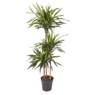 Dracaena Riki Zimmerpflanze - 140 cm - Perfekt für Innenräume