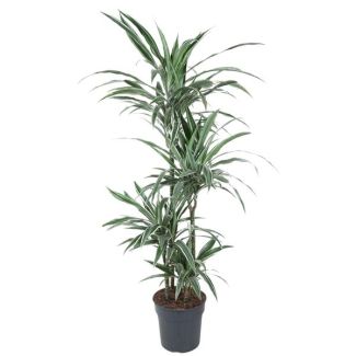 Dracaena Warneckei Carrousel - 150 cm Zimmerpflanze mit weißen Streifen