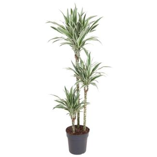 Dracaena Weißstreifen 150 cm - Stilvolle Weiße Streifen-Drachenpflanze Ø24 cm - Zimmerpflanze für jeden Raum