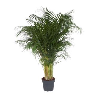 Exotische Areca-Palme / Goldpalme für Zuhause