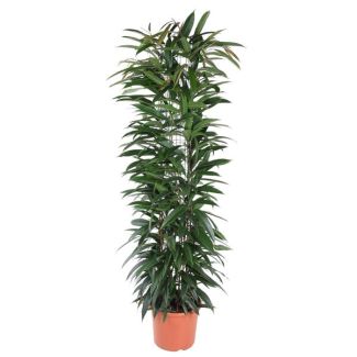 Ficus Alii King Säule - Ficus Amstel King - schlanke Zimmerpflanze - 150 cm - ø29 - olivgrüne Blätter
