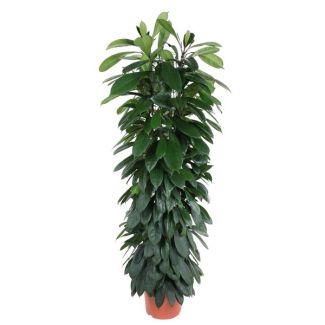 Ficus Moclame Säule, Feige Cyatistipula innen - 1,5 Meter hoch, Topfdurchmesser 29 cm