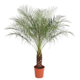 Zwerg-Dattelpalme - Exotische Zimmerpflanze - Phoenix Roebelenii - 150 cm - ø27 - Luftreinigend