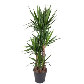 Palmlilie / Yucca Elephantipes, immergrüne Zimmerpflanze mit schmalen Blättern, 180 cm - ø34