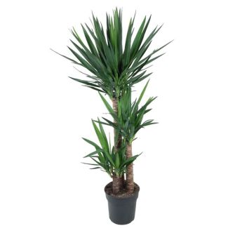 Schöne Palmlilie - palmartige Pflanze für drinnen - Dunkelgrüne Yucca Elephantipes - ca. 140 cm hoch - ø27