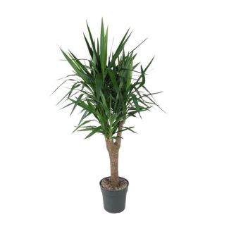 Verzweigte Yucca Elephantipes 150 cm in Topf-Durchmesser ø31 - Grüne Zimmerpflanze für geringe Pflege