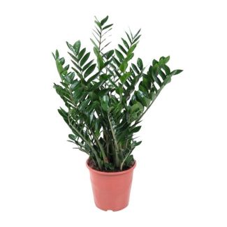 ZZ-Pflanze | Zamioculcas Zamiifolia | Beruhigende Zimmerpflanze - 1 Meter hoch, ø27