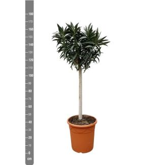 Oleanderbaum mit weißen Blüten, 200 cm hoch, Außenpflanze