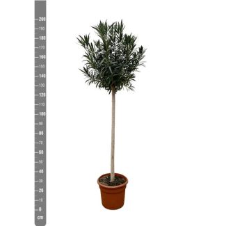 Weißblühender Oleander auf Stamm, 170 cm hoch - Ø40 cm