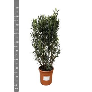 Oleanderstrauch mit verschiedenen Blüten, ca. 180 cm hoch