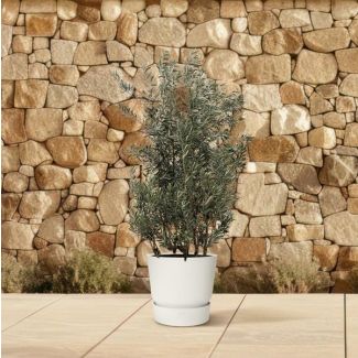 Olivenbaum Strauch - 250cm - Ø55