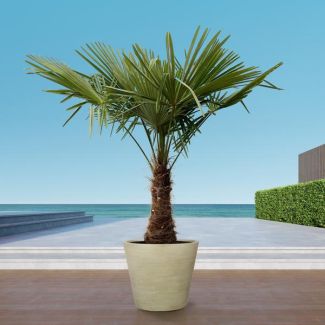 Chinesische Windmühlenpalme, Trachycarpus, 220 - 240 cm - Ø45