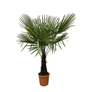 Trachycarpus, winterharte Palmen, Chinesische Windmühlenpalme, 160-180cm - Ø30