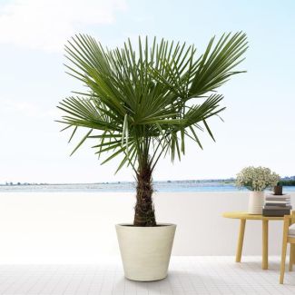 Trachycarpus, winterharte Palmen, Chinesische Windmühlenpalme, 160-180cm - Ø30