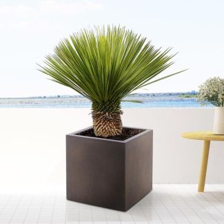 Blaue Bechergabel-Yucca außen, ca. 110 cm hoch, Wüstenatmosphäre