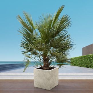 Europäische Zwergpalme außen 170 cm hoch, Chamaerops humilis