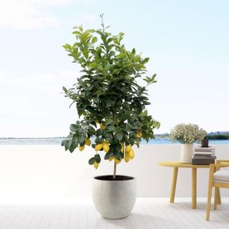 Zitronenbaum, Citrus Lemon - 200cm - ø40 für Innen- und Außenräume, Calamondin, 200cm - ø40