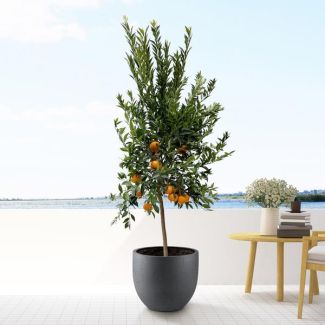 Calamondinbaum für drinnen und draußen 200 cm hoch, Mandarinenbaum