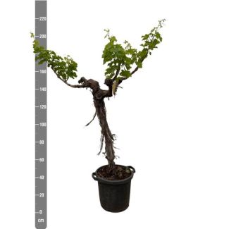 Verzweigter Weinbaum (Vitis vinifera), ca. 220 cm hoch