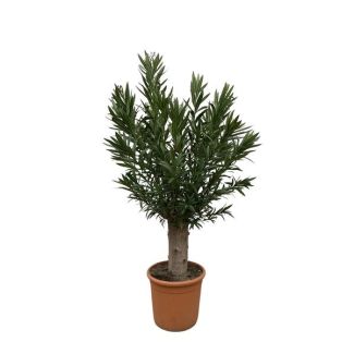 Oleander Bonsai, Gartenpflanze, Balkonpflanze, Terrassenpflanze, einjährige Pflanze, (Nerium Oleander Bonsai), etwa 190 cm hoch