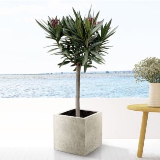 Oleander mit roten Blüten, ca. 90 cm hoch, immergrüner Strauch