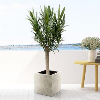 Oleanderbaum mit weißen Blüten 110 cm