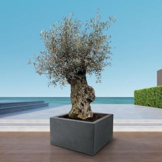 Miniaturversion des Olivenbaums für drinnen und draußen, 250 cm hoch, Olea Europaea Bonsai - Ø65