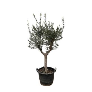 210 cm hoher Olivenbaum Cultivo mit schlankem Stamm, Topfgröße 45 cm majestätische Sorte des Olivenbaums (Olea europaea Cultivo)
