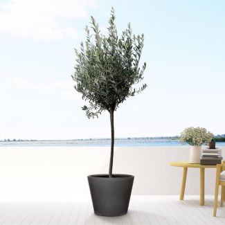 Immergrüner europäischer Olivenbaum (Olea europaea auf Stamm), 160 cm hoch