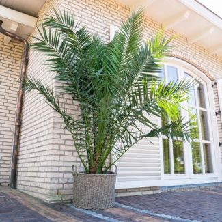 Kanaren-Dattelpalme, etwa 300 cm hoch, tropische Außenpflanze, ø35 cm
