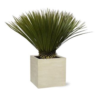 Schnabel-Yucca 90 cm hoch, winterharte Pflanze