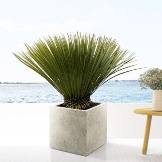 Schnabel-Yucca 90 cm hoch, winterharte Pflanze