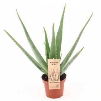 Aloe Vera, Ø14cm - ↕45cm, Grüne Pflanze, OUTDOOR, Medizinische Eigenschaften
