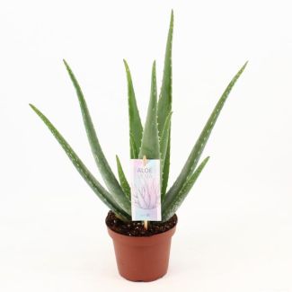 Aloe Vera, Ø14cm - ↕45cm, Grüne Pflanze, Medizinische Eigenschaften