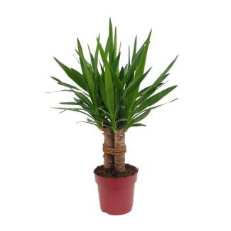 Starrer Yucca für verschiedene Innenräume - 70 cm hoch - ausgezeichnete Pflanze für Büros und Zuhause