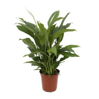 Der Löffelpflanze oder Die Friedenslilie, Bekannt für ihre weißen Blüten, Spathiphyllum Torelli - Ø17cm - ↕65cm