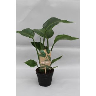 Weiße Paradiesvogelblume, Tropische Grüne Pflanze, Strelitzia Nicolai, Ø13cm - ↕35cm