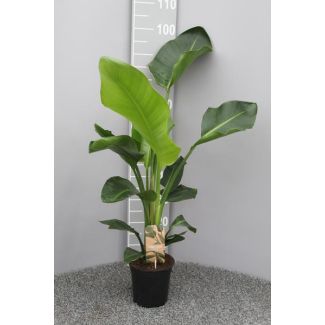 Weiße Paradiesvogelblume, Tropische Grünpflanze, Strelitzia Nicolai, Ø17cm - ↕70cm