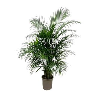 Immergrüne Ficus Zimmerpflanze | Zimmerpflanze 1,5 m hohe Dypsis lutescens, ø24